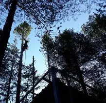 TALA Y PODA EN ALTURA DE ÁRBOLES  Orense 