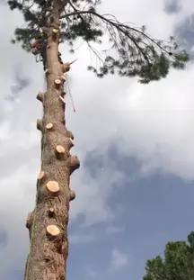 TALA Y PODA EN ALTURA Pontevedra