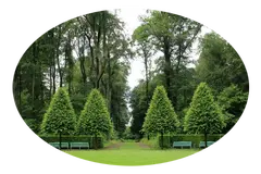 Tala y poda en altura de árboles Pontevedra